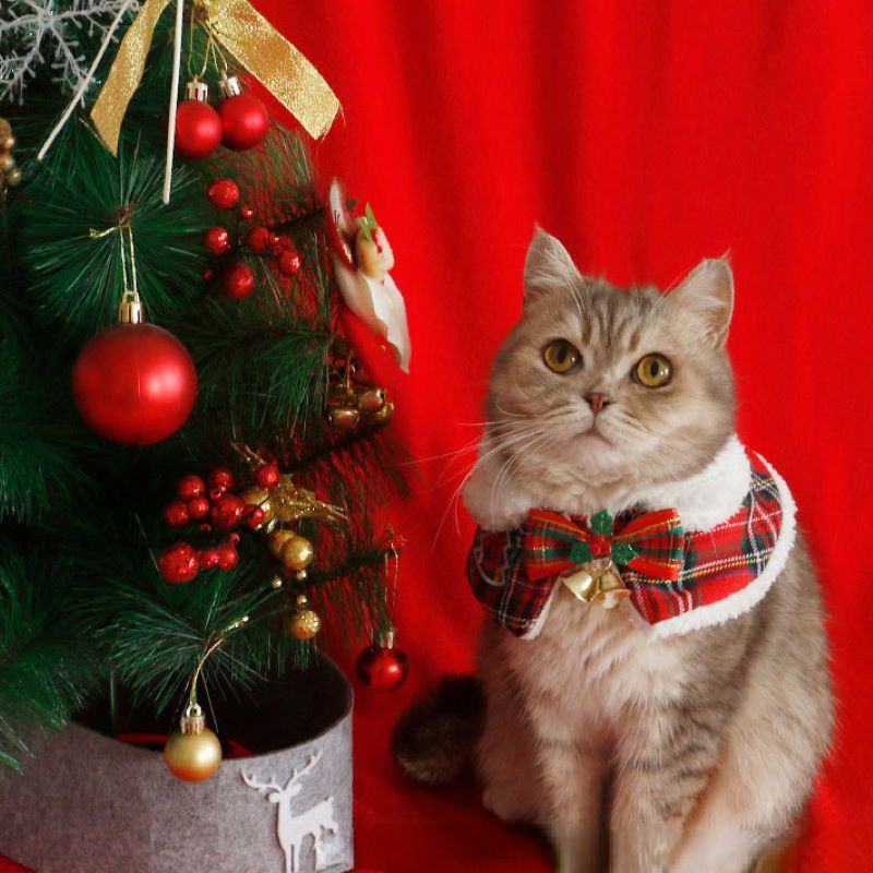 Winter Clothing Accessories - القط عيد الميلاد عباءة الحيوانات الأليفة